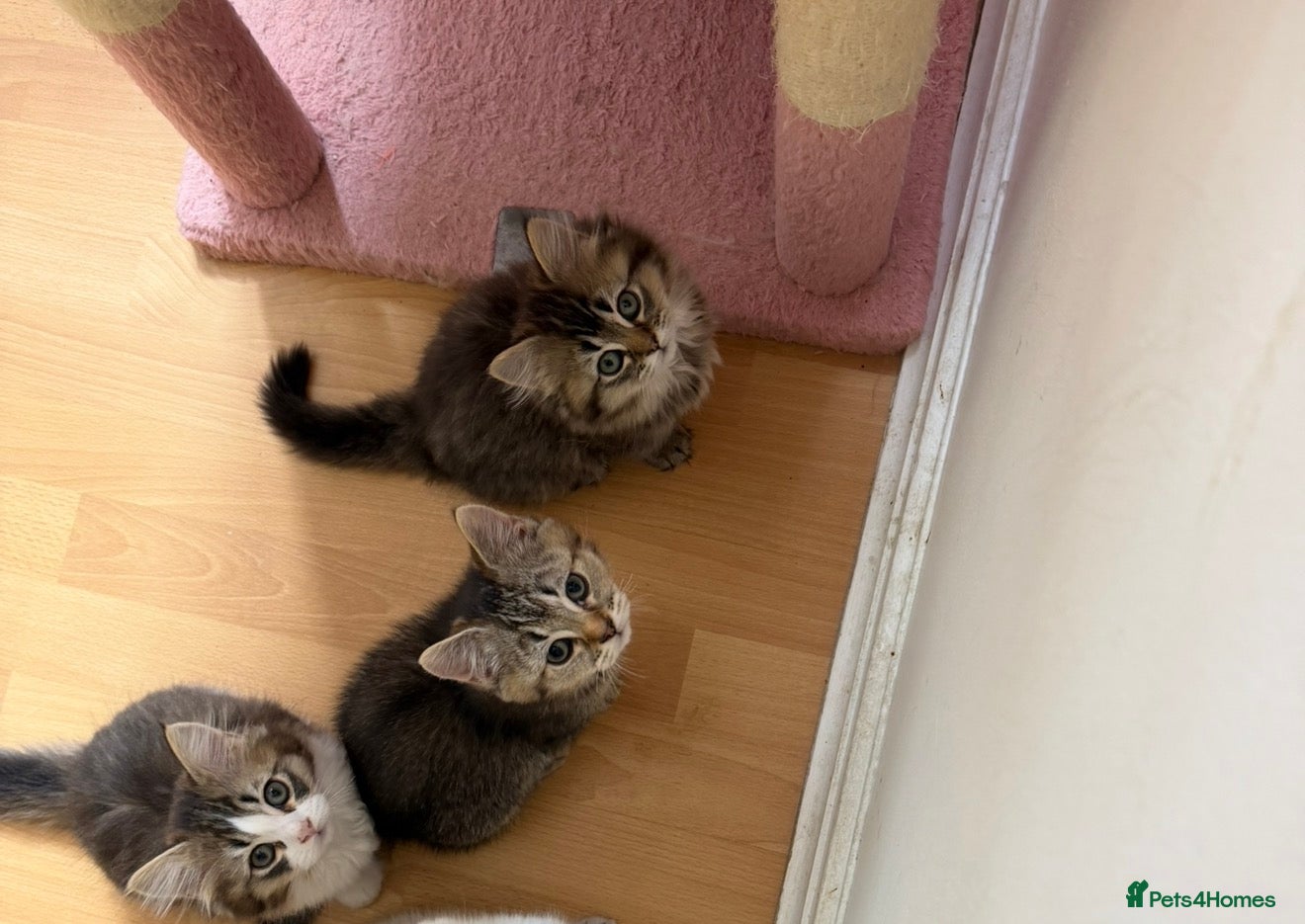 British Longhair cats for sale: adorable British longhair & shorthair Ready now - Advert 4