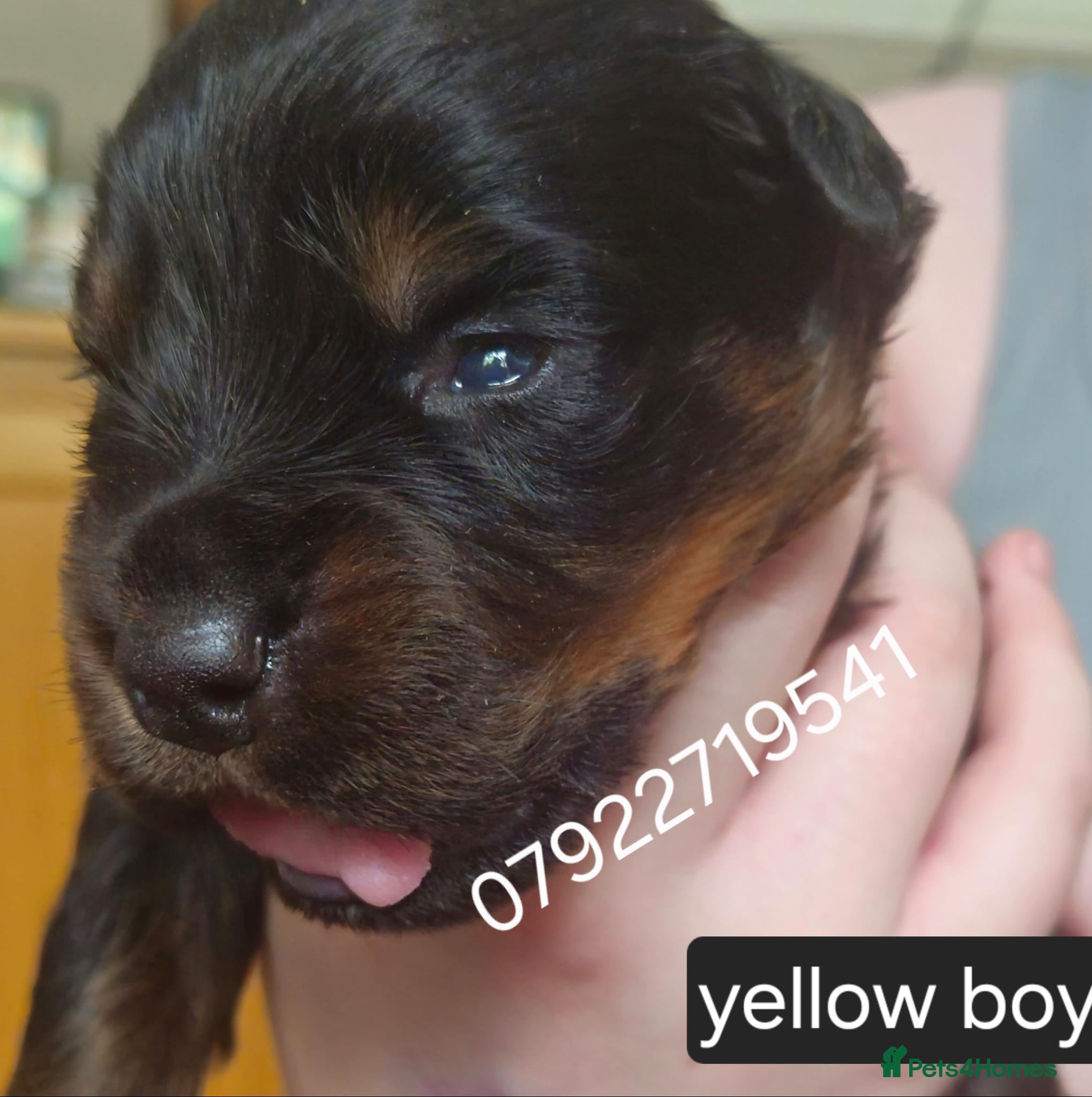 Rottweiler dogs 3 male rottweiler pups looking for forever homes - Advert 2