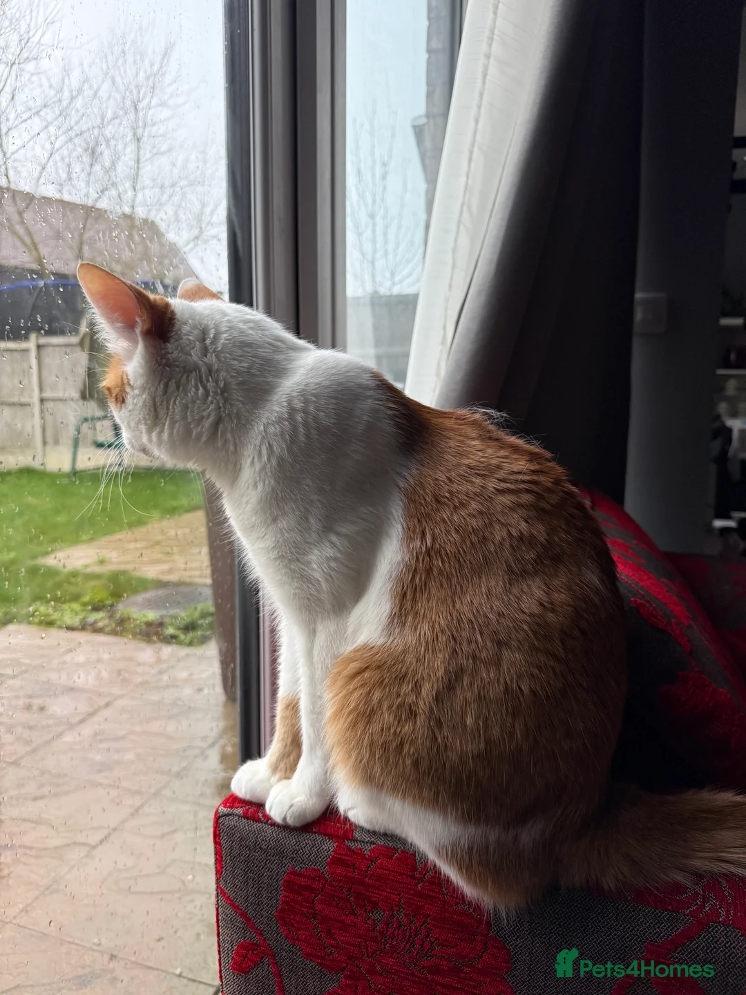 British Shorthair cats for sale: Lovely 2 years white and ginger cat - Advert 4