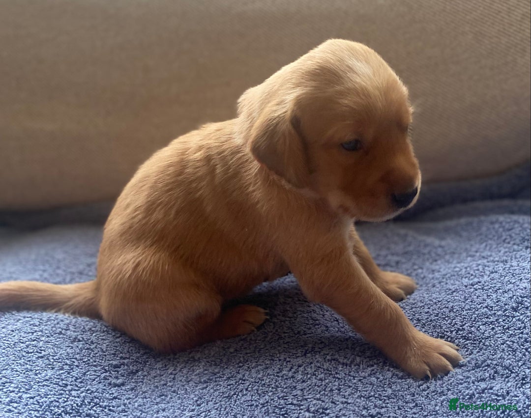 Goldador dogs for sale: 🐾7 Beautiful Labrador x Retriever Puppies🐾 - Advert 4