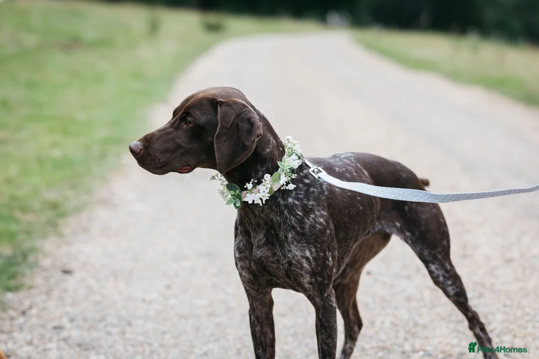 German Shorthaired Pointer dogs for sale: GSP puppies due November 2026- waiting list 🐾 in Reading - Advert 1