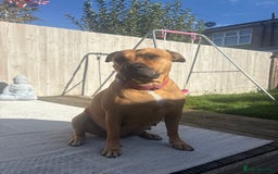 Mixed Breed dogs for sale: Staffordshire cross puppies  - Image 4