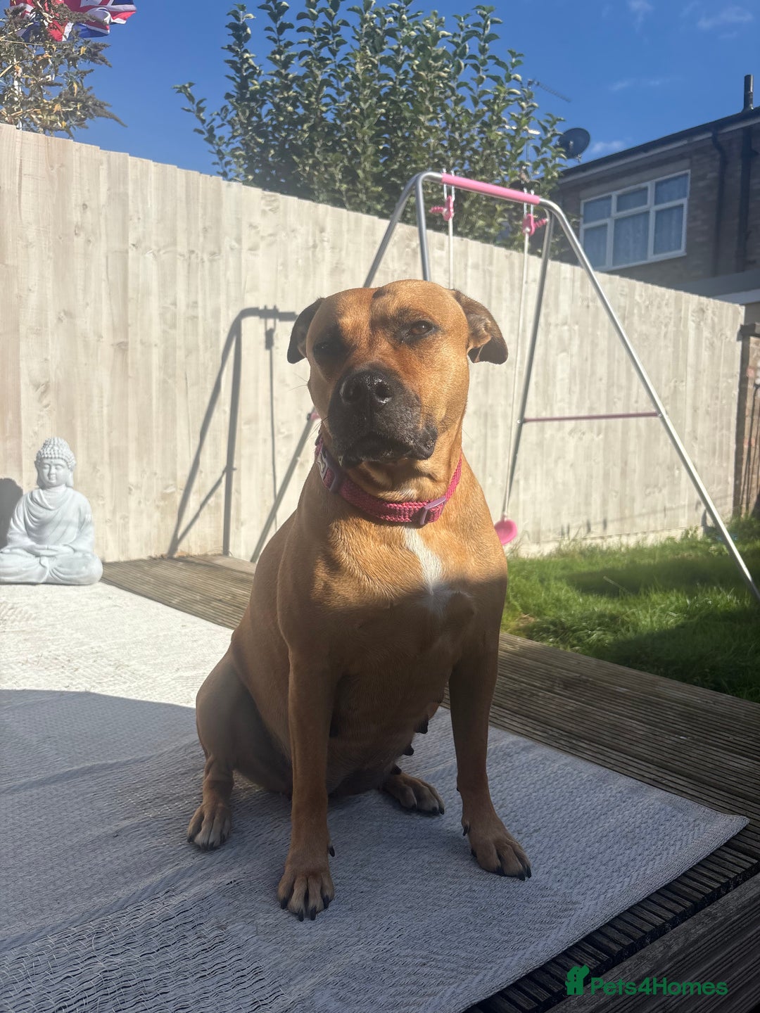 Mixed Breed dogs for sale: Staffordshire cross puppies  - Image 4