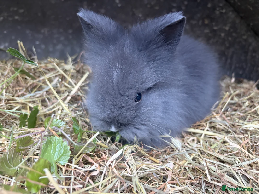 Lionhead rabbits for sale: 2 Double mane lion-head for sale last two boys  - Advert 38