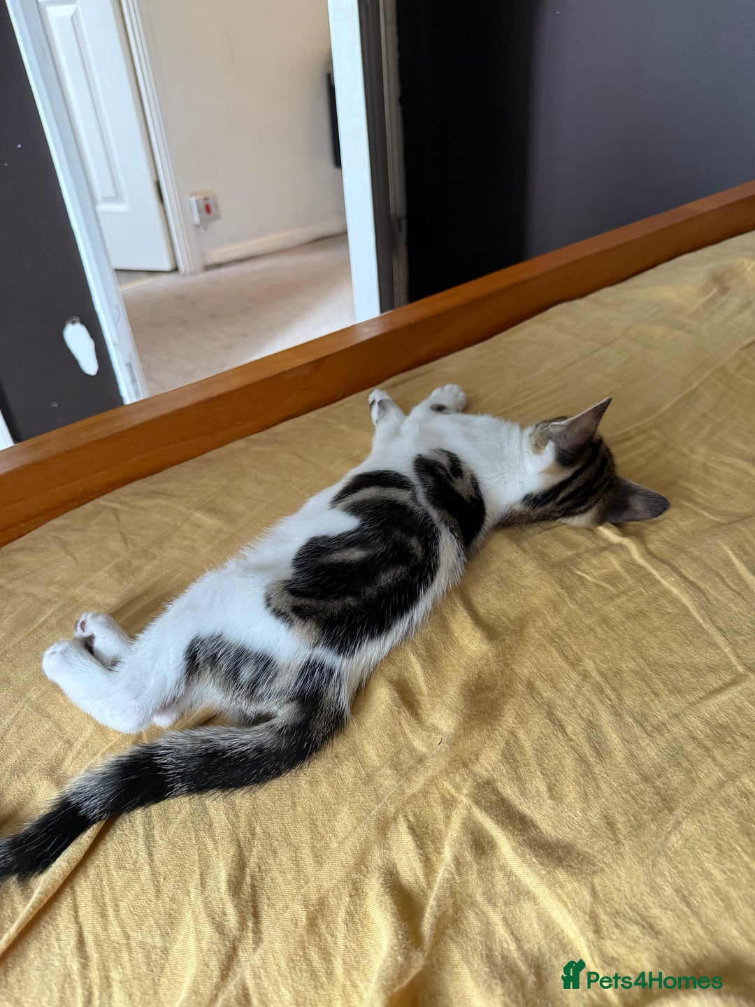 Domestic Shorthair cats for sale: Family-Raised Kittens, Friendly, Playful Ready Now - Image 11