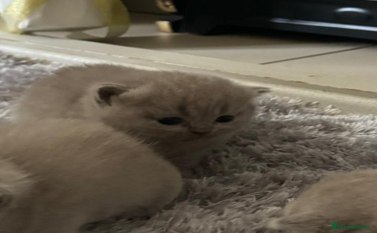 British Shorthair cats - Advert 1