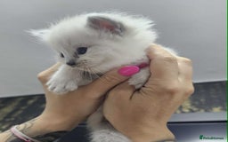 Ragdoll cats for sale: Ragdoll kittens  - Image 7