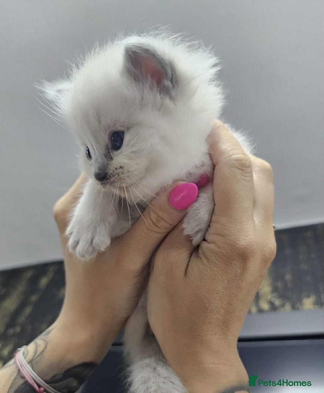 Ragdoll cats for sale: Ragdoll kittens  - Image 7