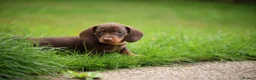 Miniature Dachshund dogs for sale: Miniature dachshund  - Advert 3