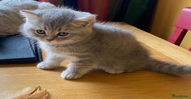 British Shorthair cats - Advert 2