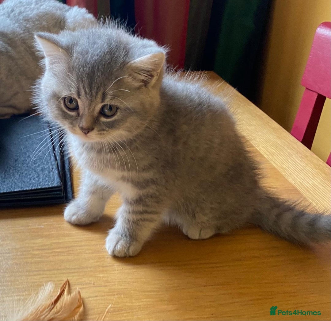 British Shorthair cats for sale: British shorthair kittens - Image 3