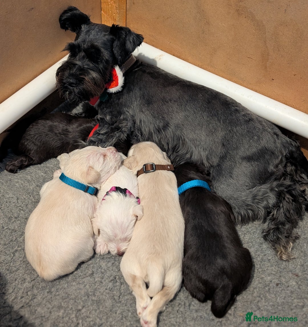 Miniature Schnauzer dogs for sale: KC Reg Rare Miniature Schnauzers - Advert 10