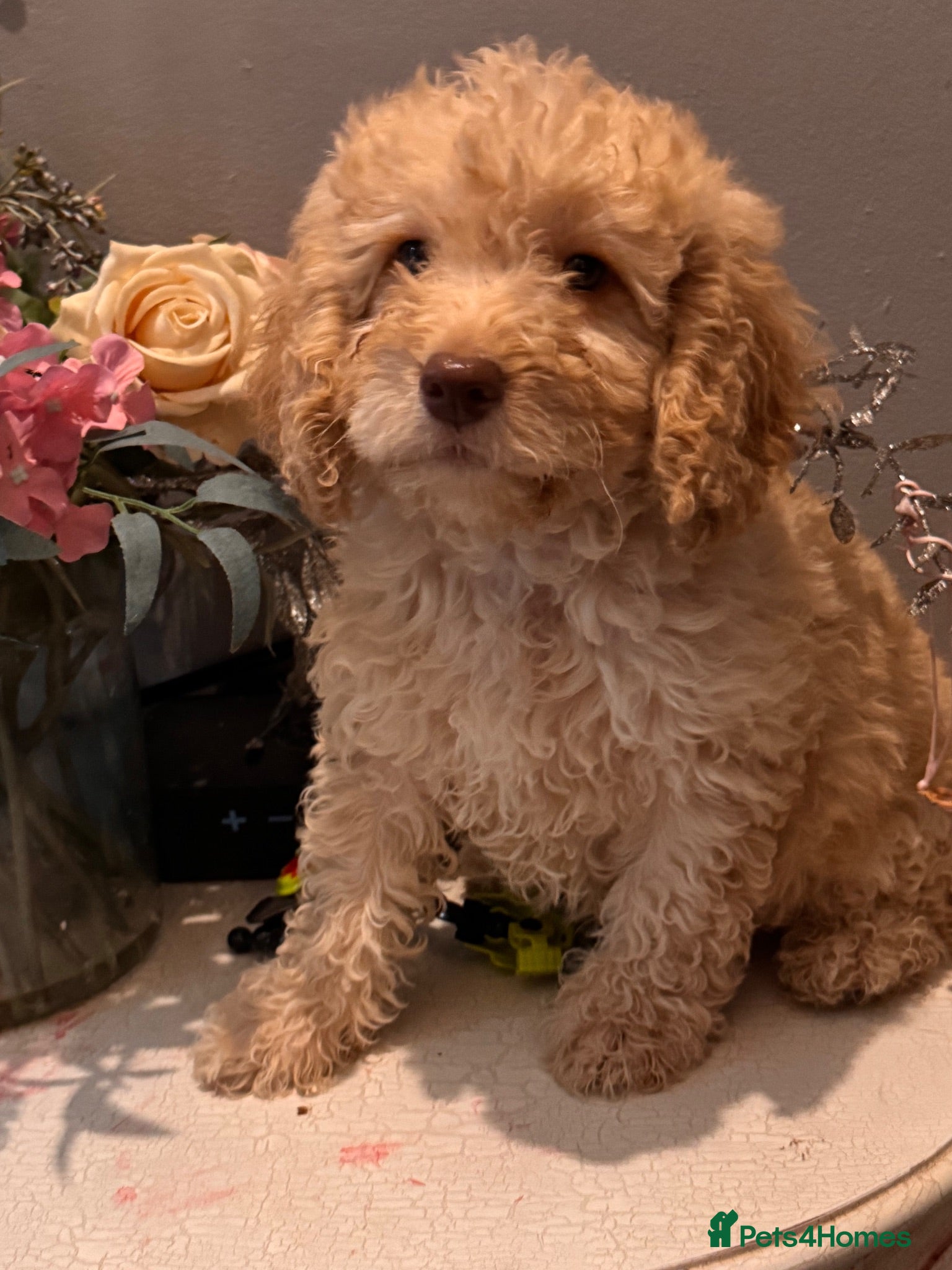 Cockapoo dogs ⭐️Outstanding health tested Cockapoo’s⭐️ - Advert 2