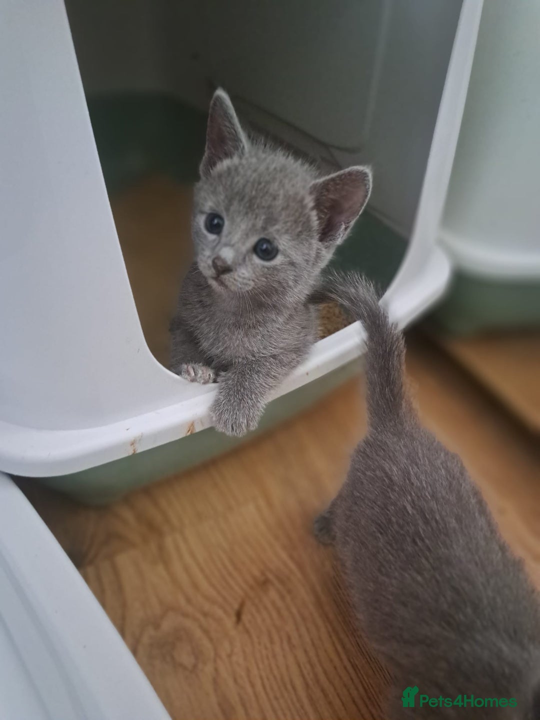 Russian Blue cats for sale: TICA Russian Blue Kittens Pedigree - Image 11