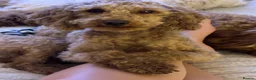 Toy Poodle dogs for stud: KC Toy Poodle Health Tested - Advert 3