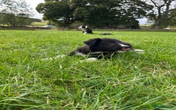 Border Collie dogs for sale: ⭐️ Border Collie Puppies ⭐️ - Image 24