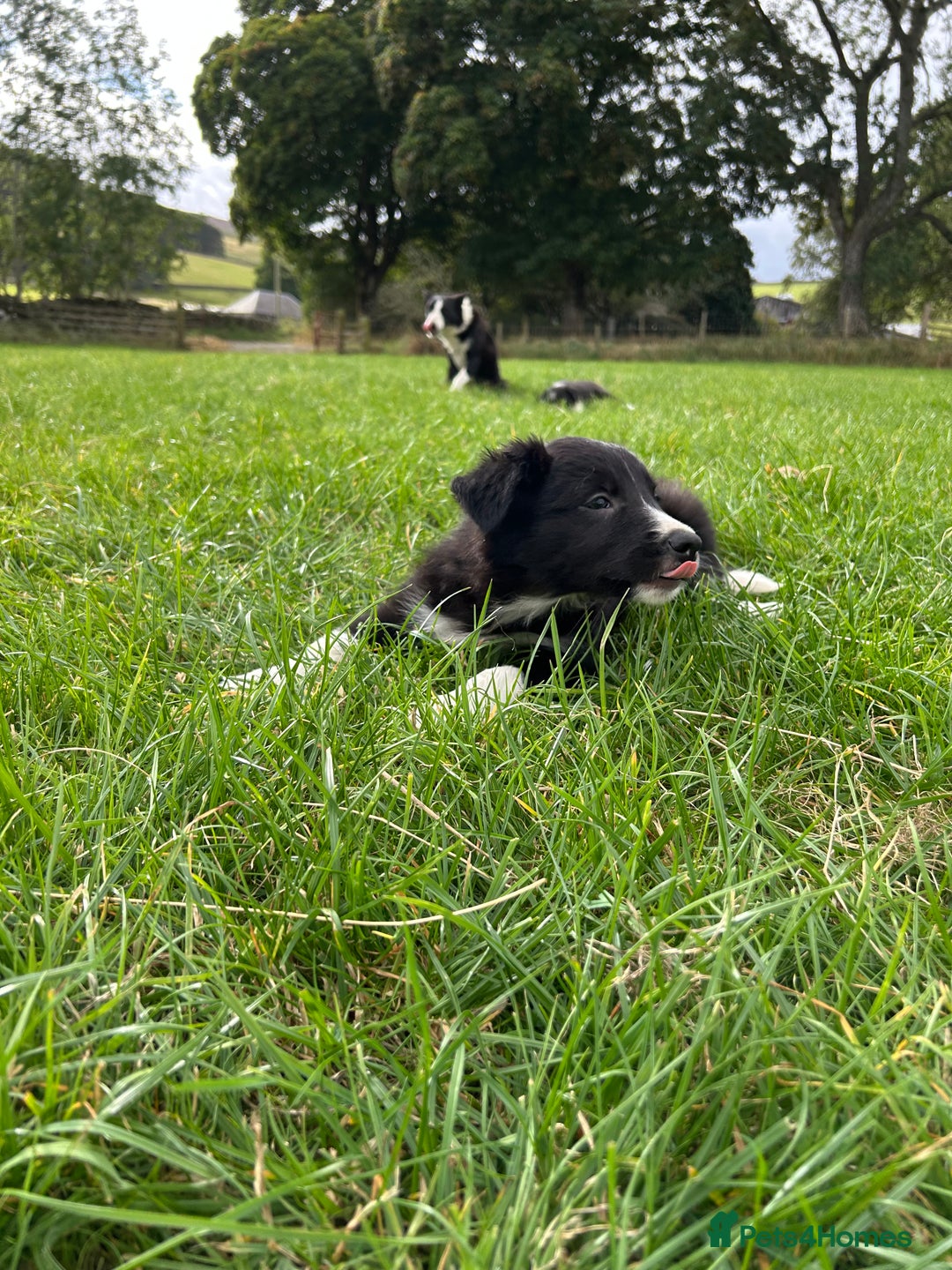 Border Collie dogs for sale: ⭐️ Border Collie Puppies ⭐️ - Image 24
