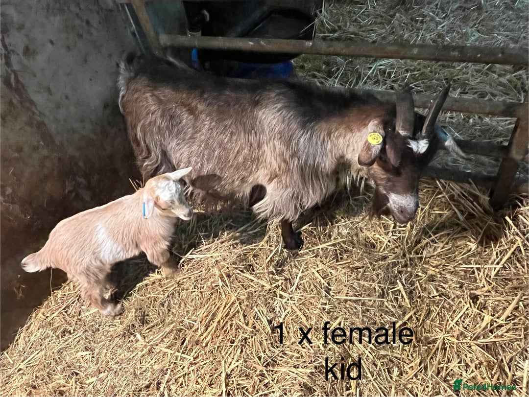Goats livestock for sale: Pygmy goats with kids  - Advert 8