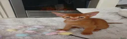 Abyssinian cats for sale: Abyssinian kittens for sale - Advert 8