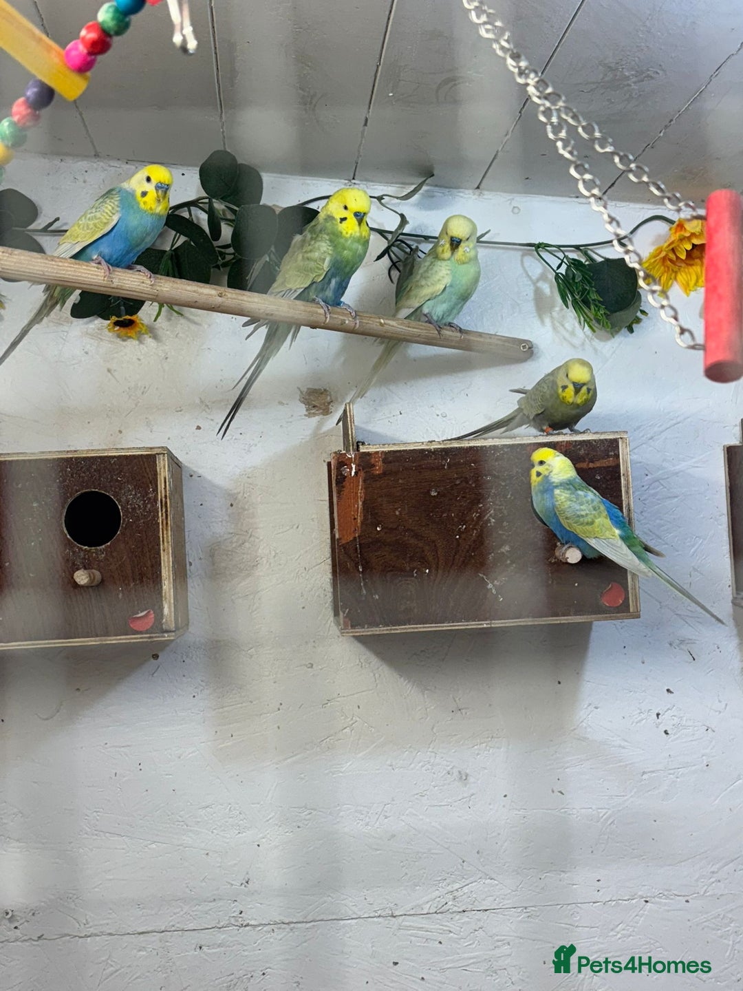Budgerigars birds for sale: ***Closing down aviary*** - Advert 3
