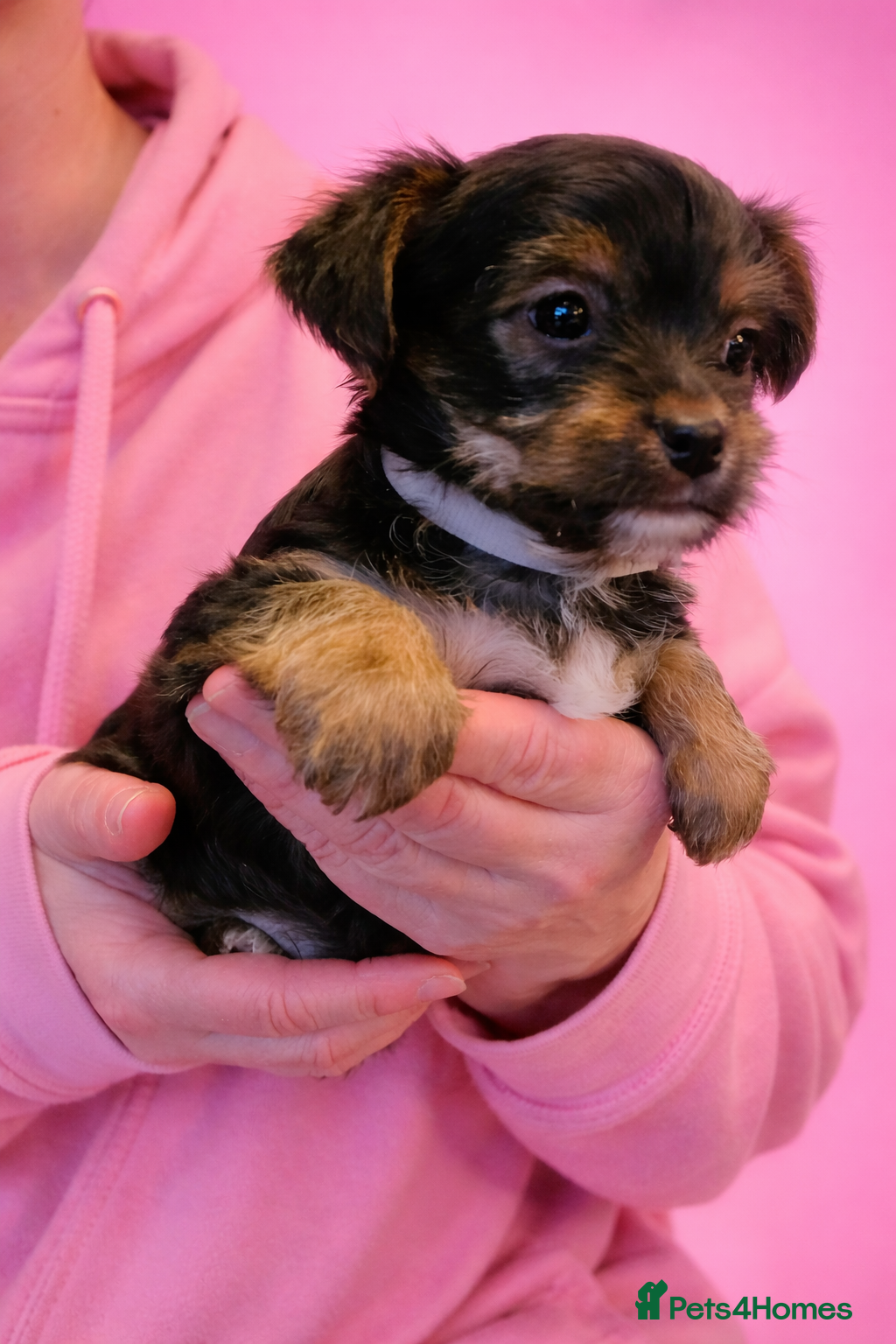 Yorkshire Terrier dogs Yorkshire Terrier Puppies–Vaccinated& Microchipped - Advert 16