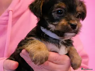 Yorkshire Terrier dogs Yorkshire Terrier Puppies–Vaccinated& Microchipped - Advert 16