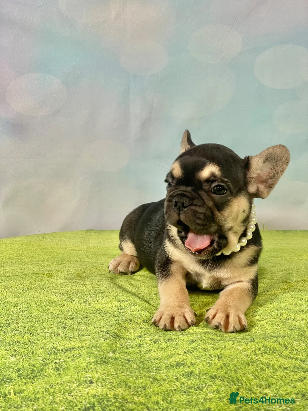 French Bulldog dogs for sale: Beautiful French Bulldog puppies! - Advert 17