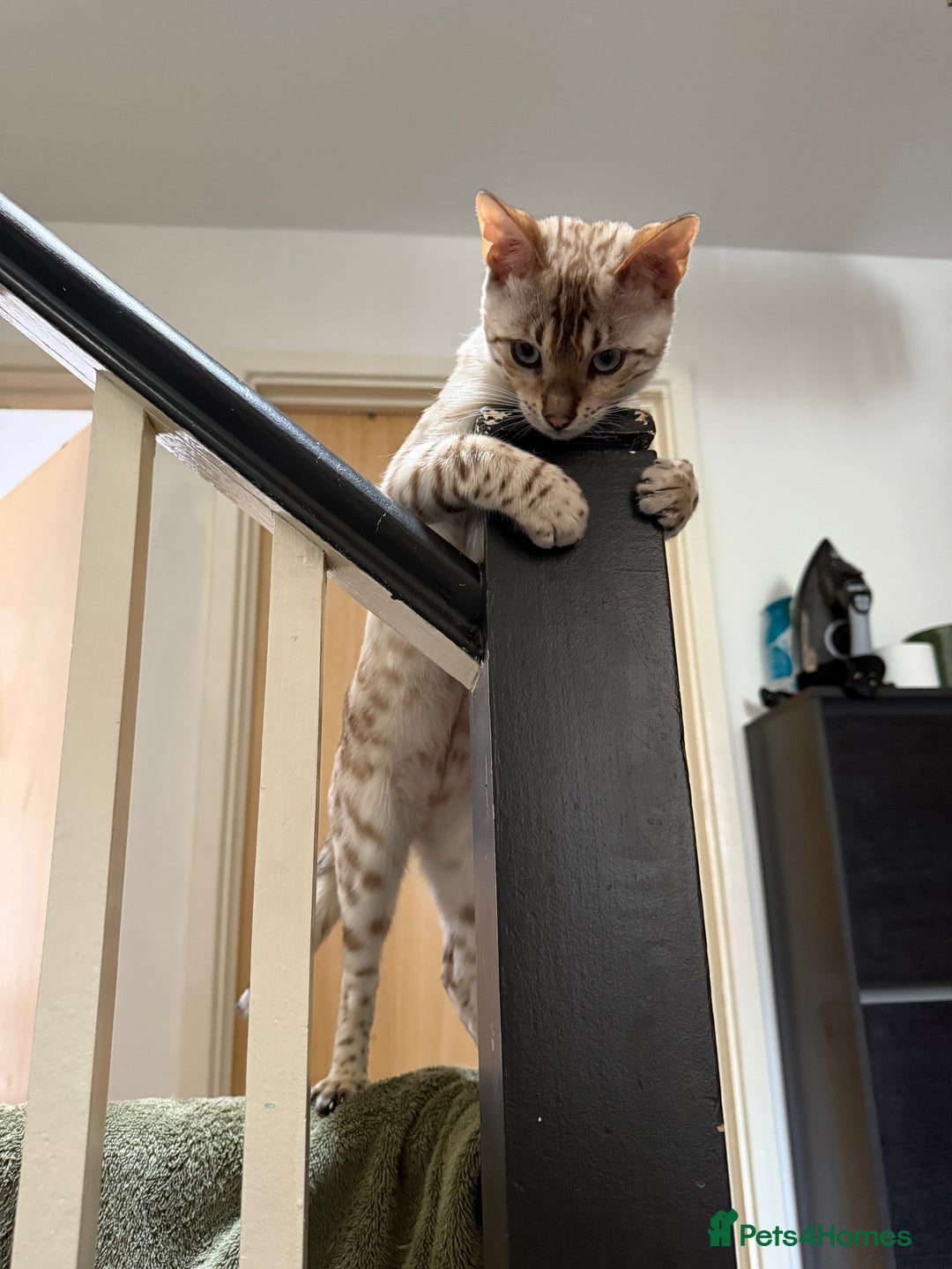 Bengal cats for sale: GCCF Snow Lynx girl  - Advert 5