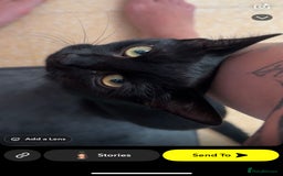 European cats for sale: 3 Female cats  - Advert 5