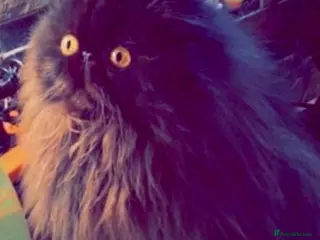 Persian cats Beautiful long hair Persian girl - Advert 1