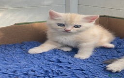 Persian cats for sale: Silver and Cream chinchilla kittens - Image 13