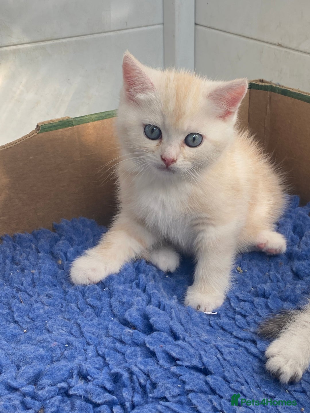 Persian cats for sale: Silver and Cream chinchilla kittens - Image 13