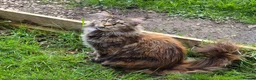 Maine Coon cats for sale: Large Female Maine Coon Gccf reg - Advert 1