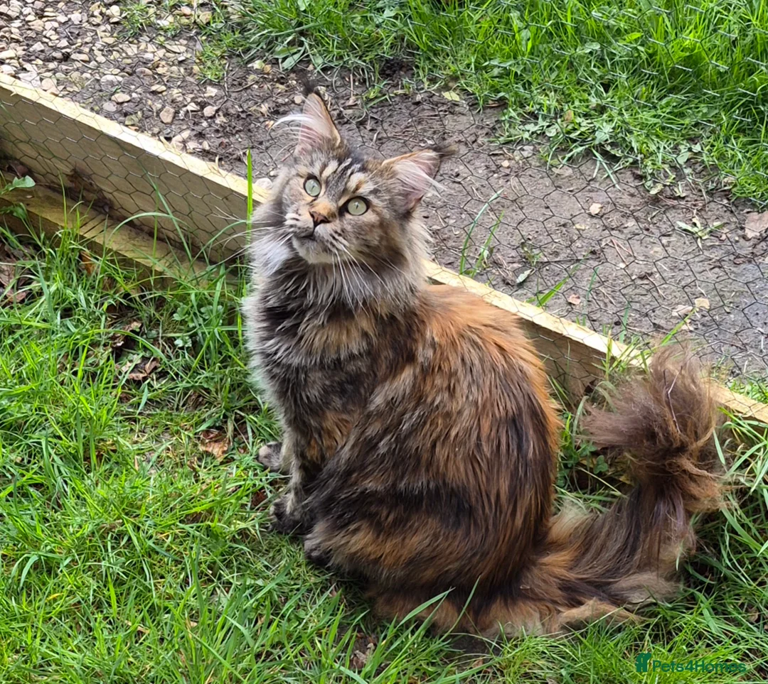 Maine Coon cats for sale: Large Female Maine Coon Gccf reg - Advert 1