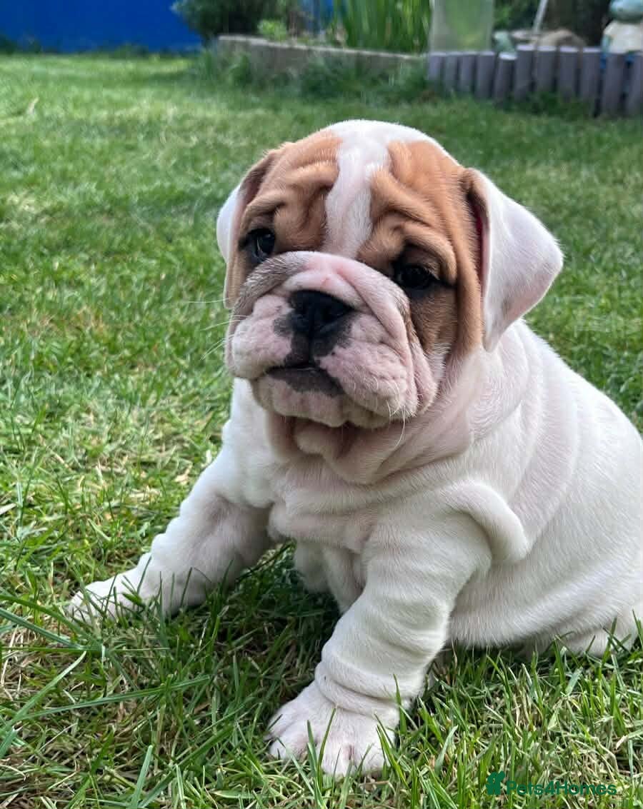 English Bulldog dogs 😍 Beautiful English Bulldog puppies 🥰 - Advert 1