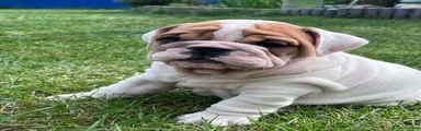 English Bulldog Puppy 3