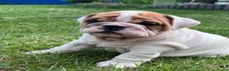 English Bulldog dogs for sale: 😍 Beautiful English Bulldog puppies 🥰 - Advert 1