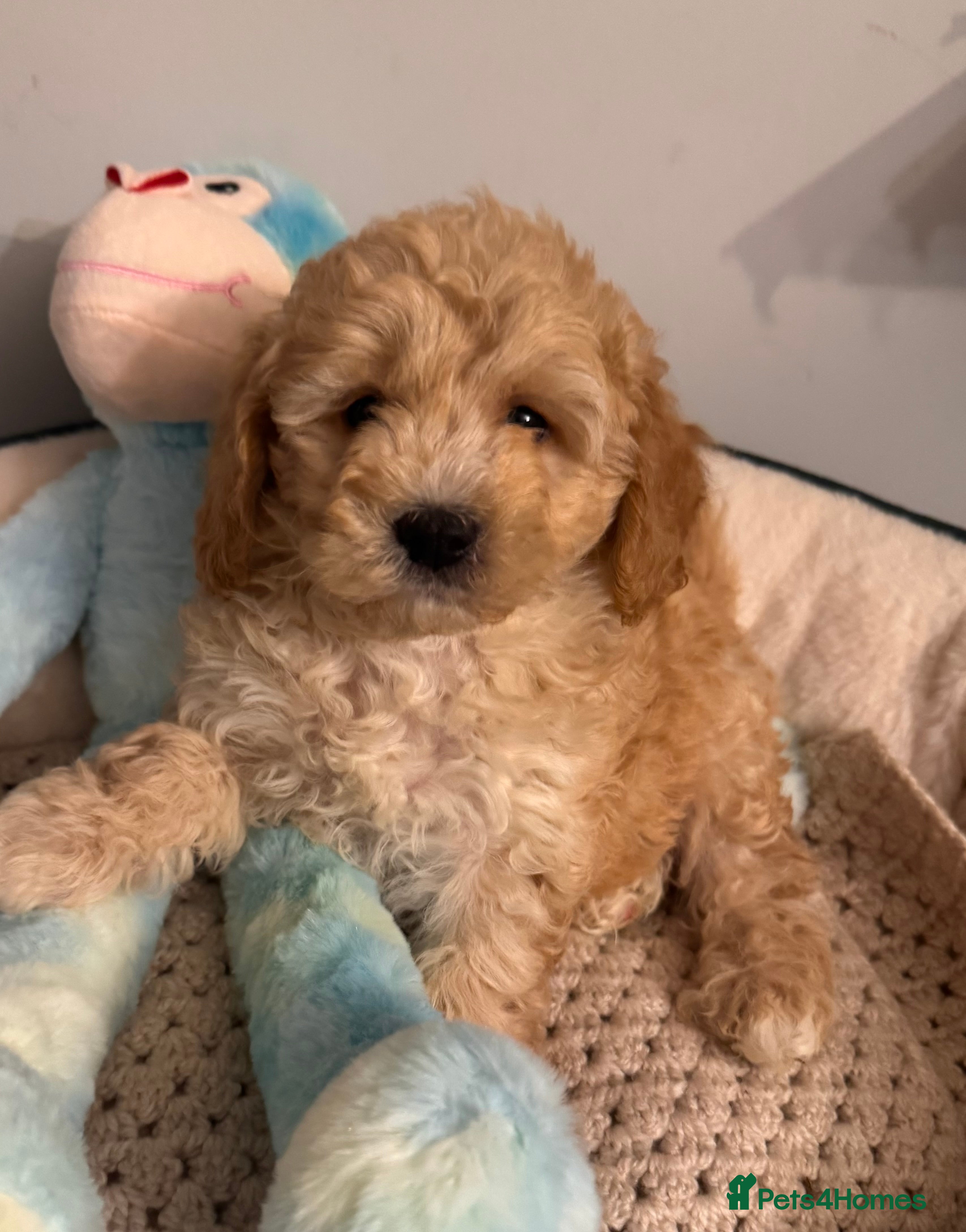 Cavapoo dogs QUALITY TOY CAVAPOO PUPPIES  - Advert 1