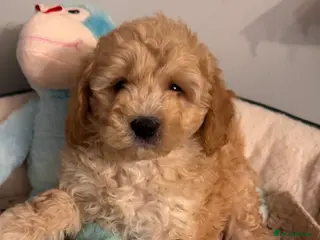 Cavapoo dogs QUALITY TOY CAVAPOO PUPPIES - Advert 1