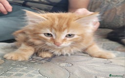 Siberian cats for sale: Hypoallergenic Traditional Siberian kittens  - Image 4