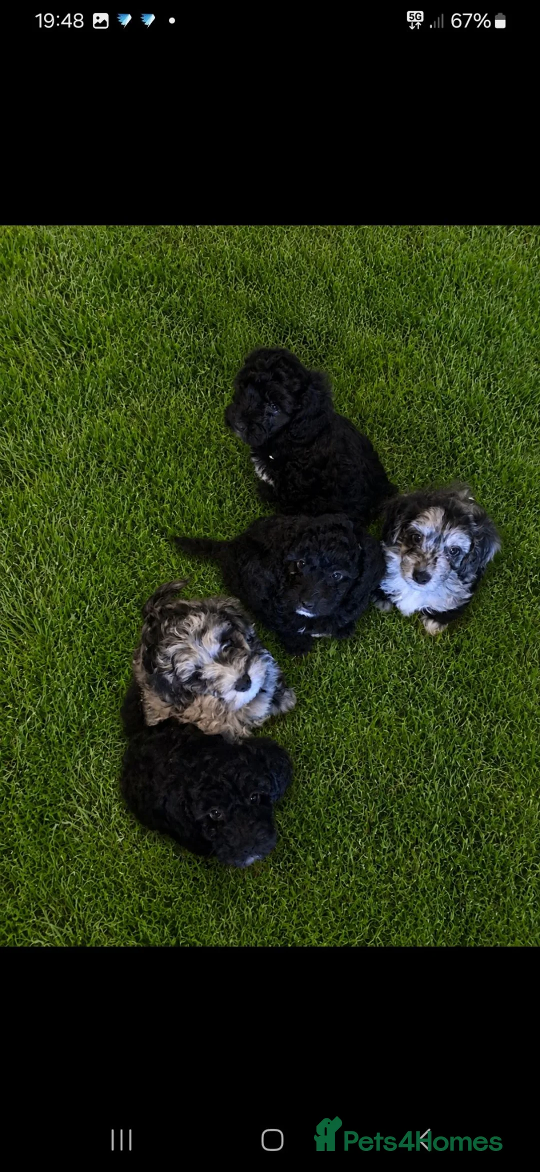 Cockapoo dogs for sale: Beautiful cockapoo in Maldon - Advert 3