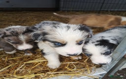 Border Collie dogs for sale: Collie puppies blue Merle and red Merle  - Image 1