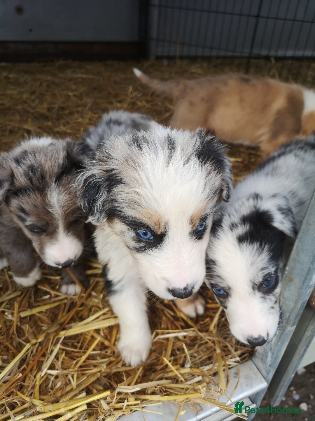 Border Collie dogs for sale: Collie puppies blue Merle and red Merle  - Image 1