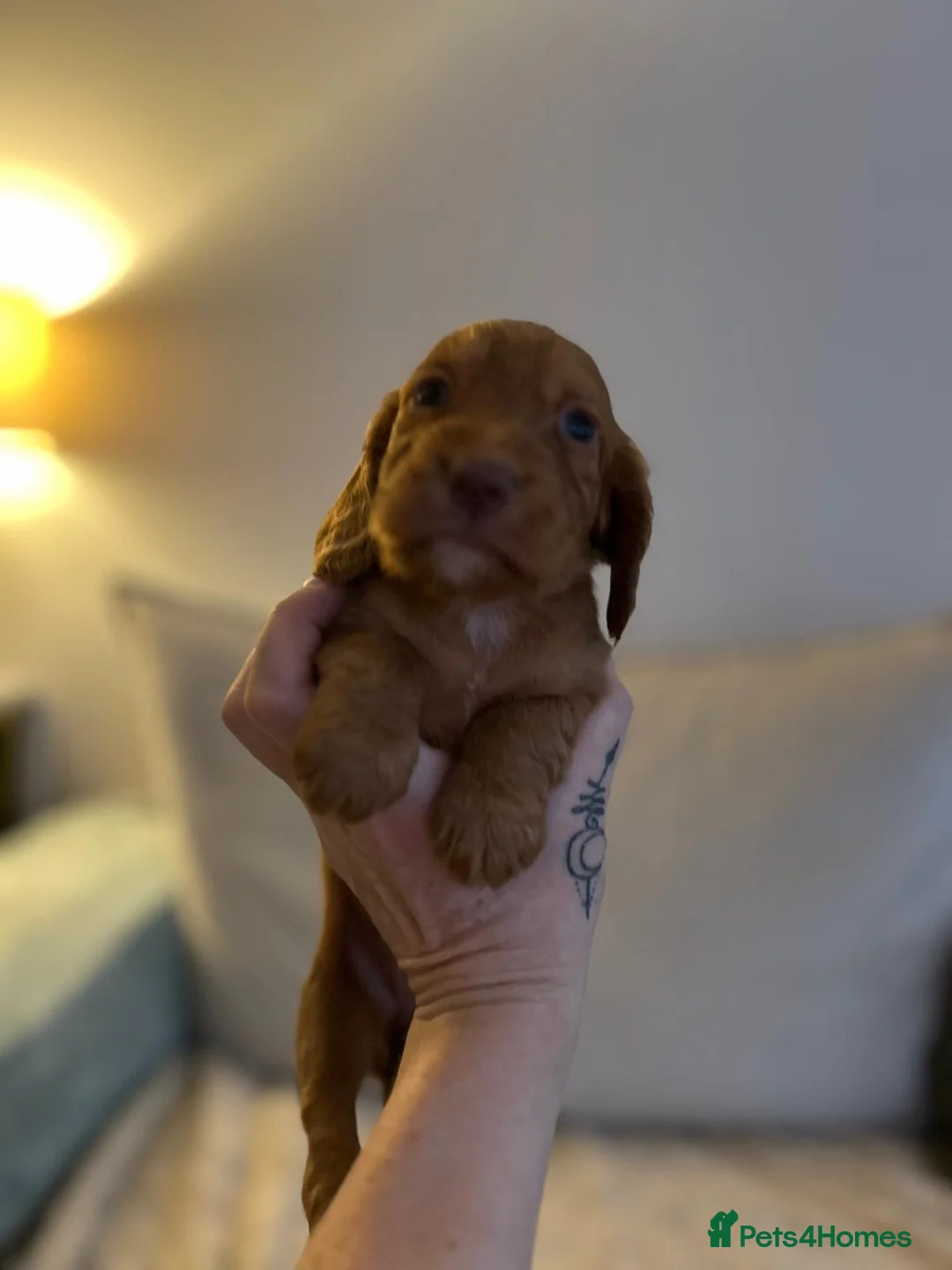 Cocker Spaniel dogs for sale: Working cocker spaniel puppies  - Advert 31