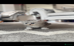 Perdoll cats for sale: Rare Perdolls  - Image 15
