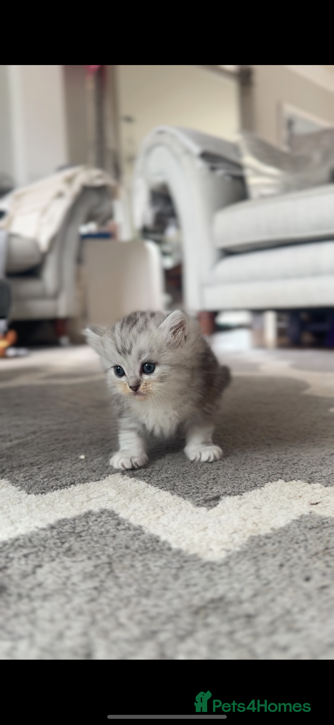 Perdoll cats for sale: Rare Perdolls  - Image 15
