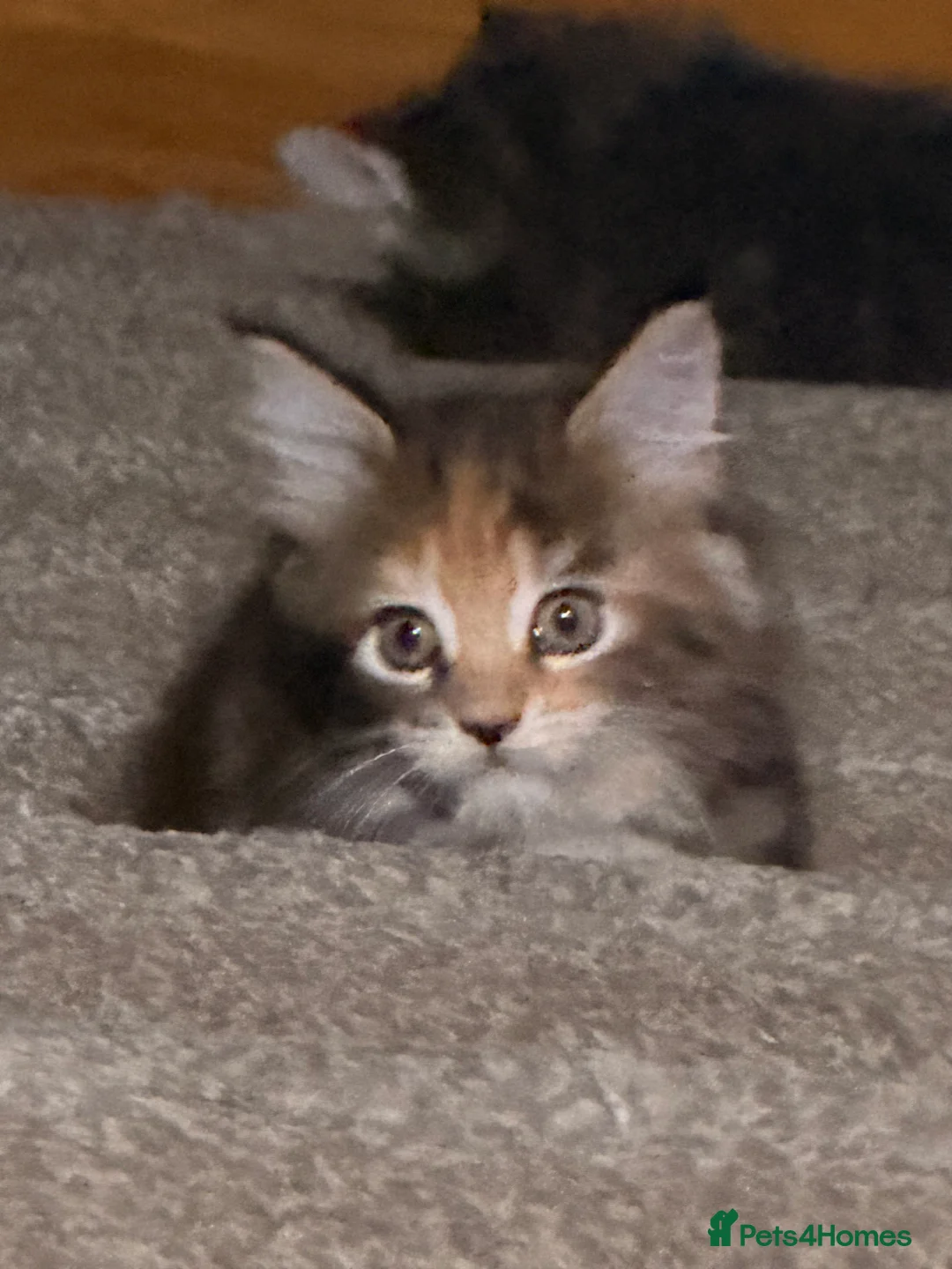 Maine Coon cats for sale: Maine coon kittens - Advert 20