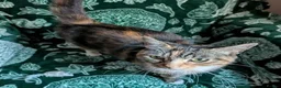 Mixed Breed cats for adoption: CASSIA - Advert 1