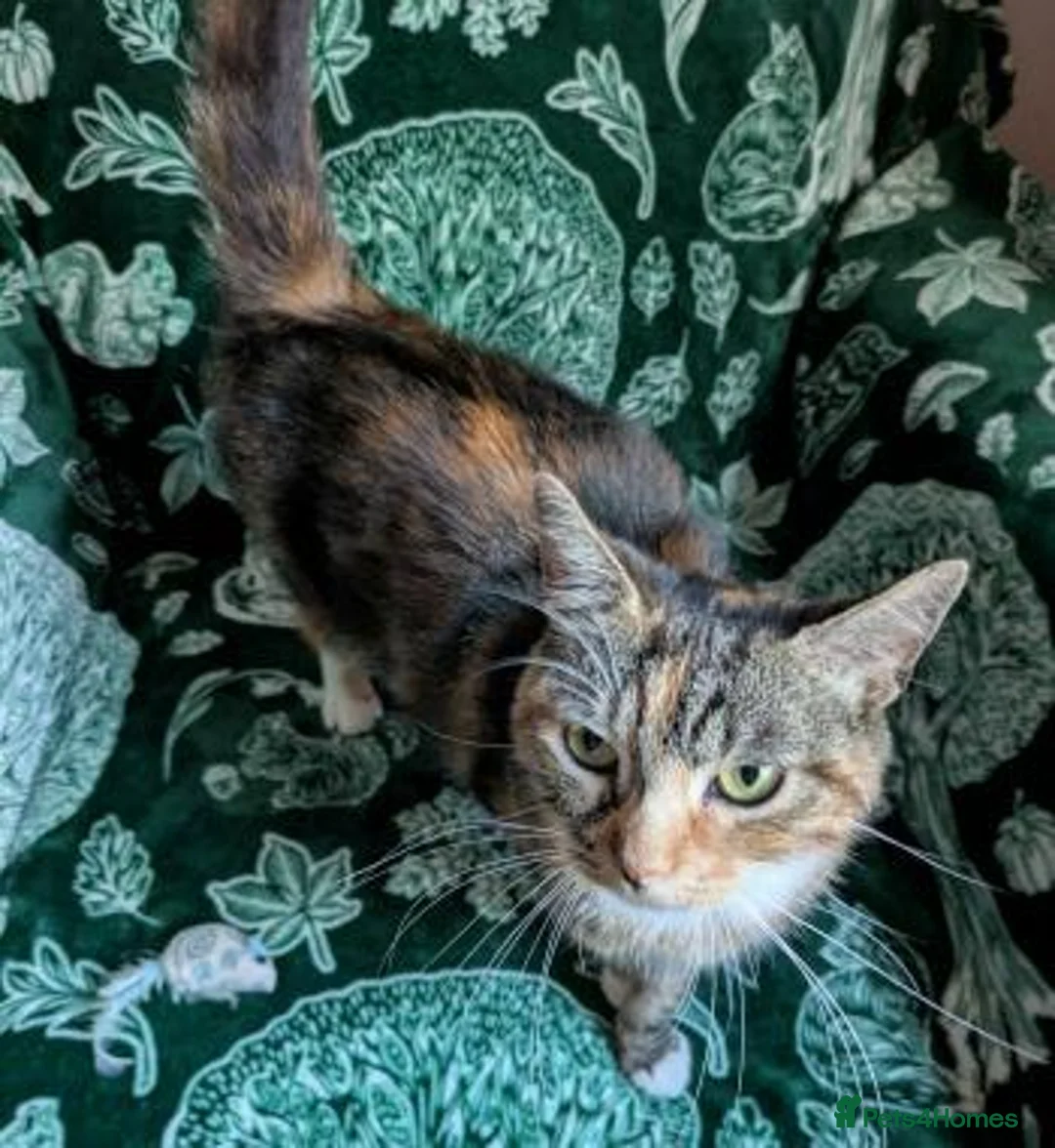 Mixed Breed cats for adoption: CASSIA - Advert 1