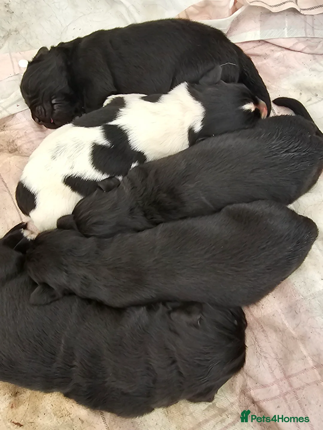 Newfoundland dogs for stud: Newfoundland stud in Doncaster - Advert 5